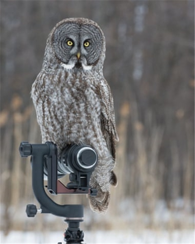 人物摆拍骗大奖,野生动物摄影造假