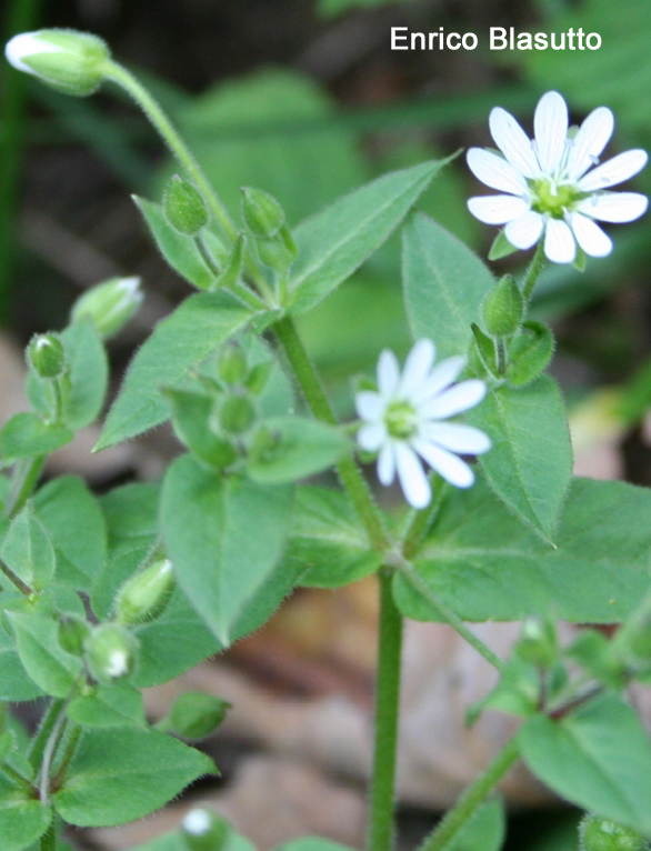 陆龟最喜欢的蔬菜,陆龟爱吃什么