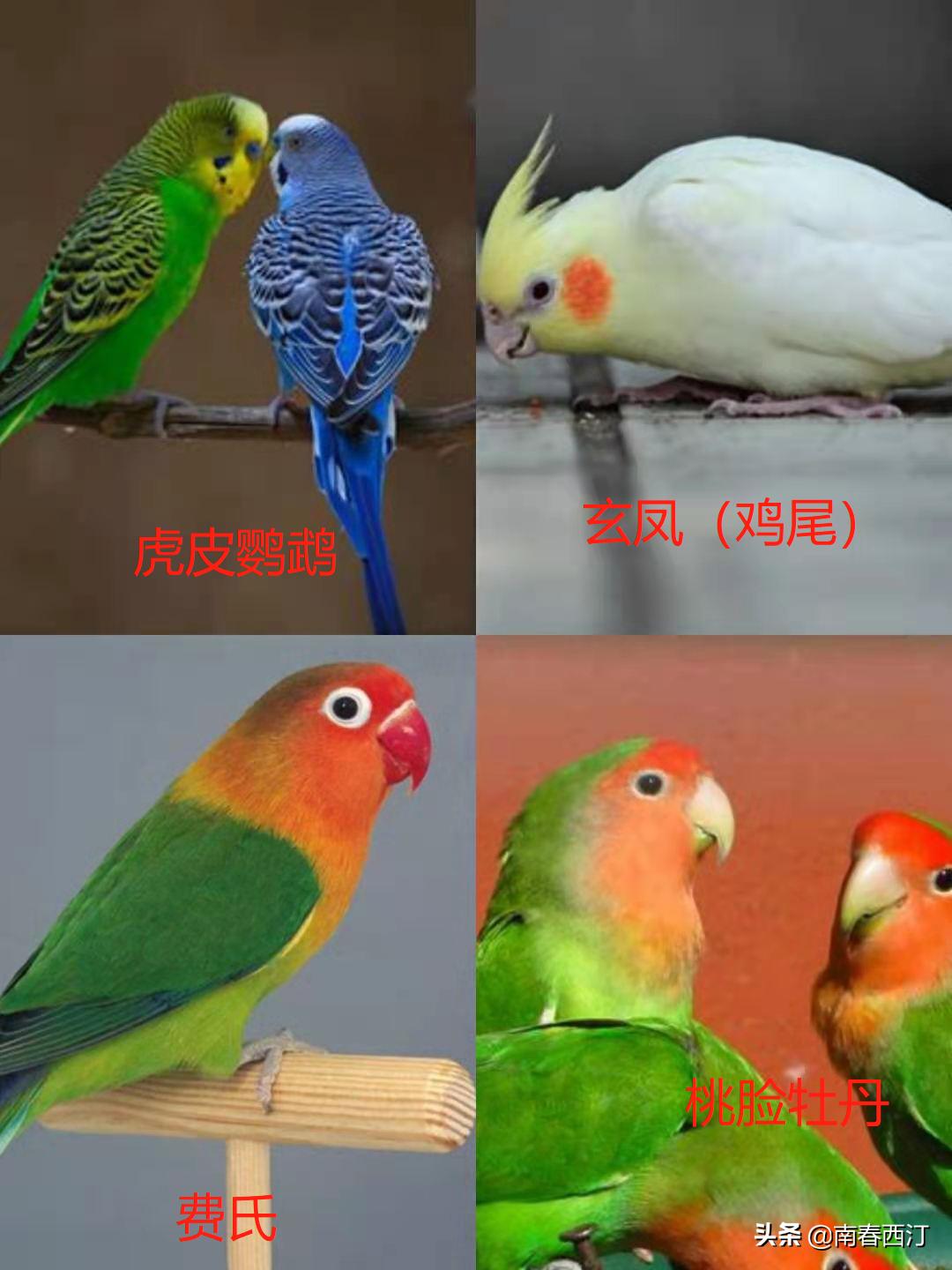 画眉鹩哥点颏都提成保护动物了,鹦鹉还能养吗?