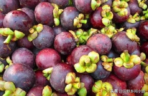 山竹种植方法全过程,山竹栽培技术要点有哪些