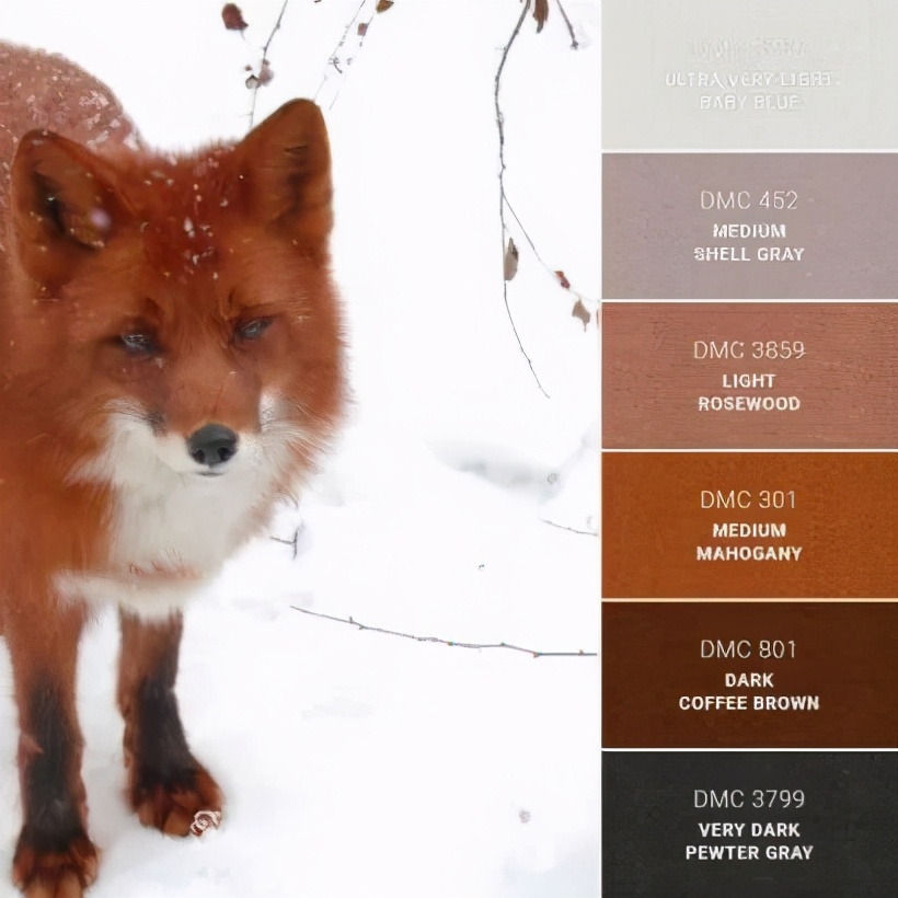 动物配色大全视频,配色的设计灵感