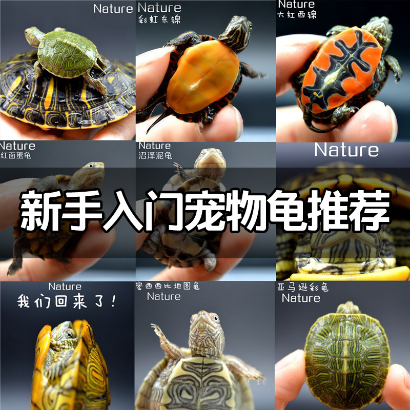 新手养龟哪种龟最好养,养龟新手应该选什么龟好