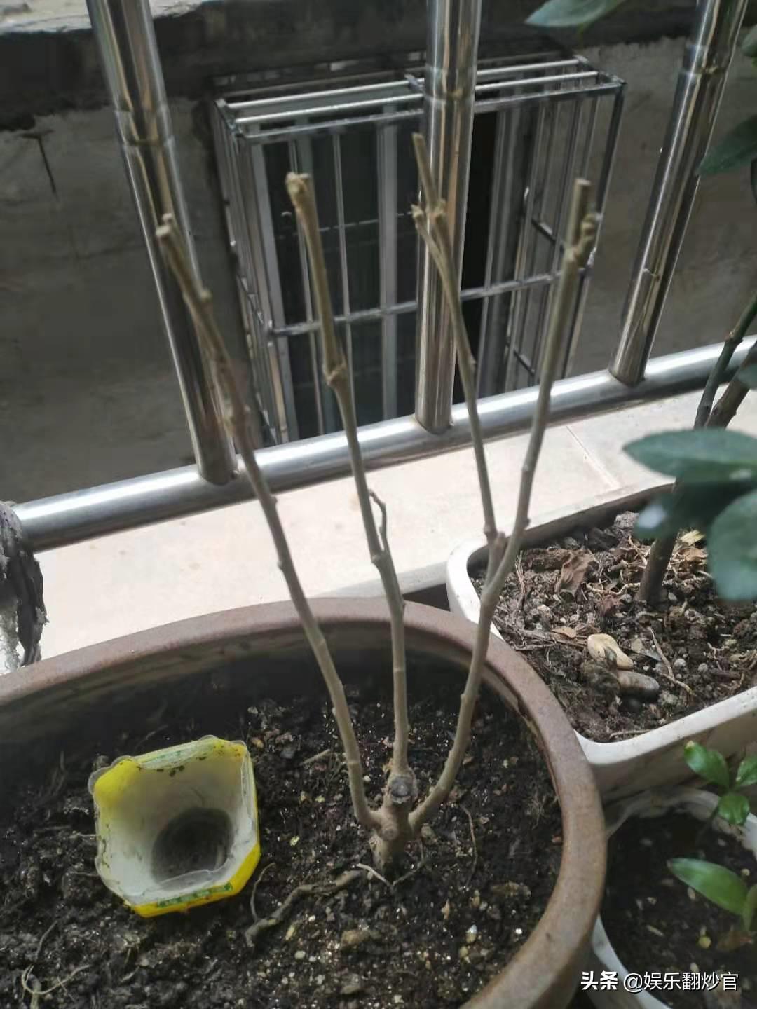 网上买果树苗的骗局,网上买果树苗哪里的假苗最多