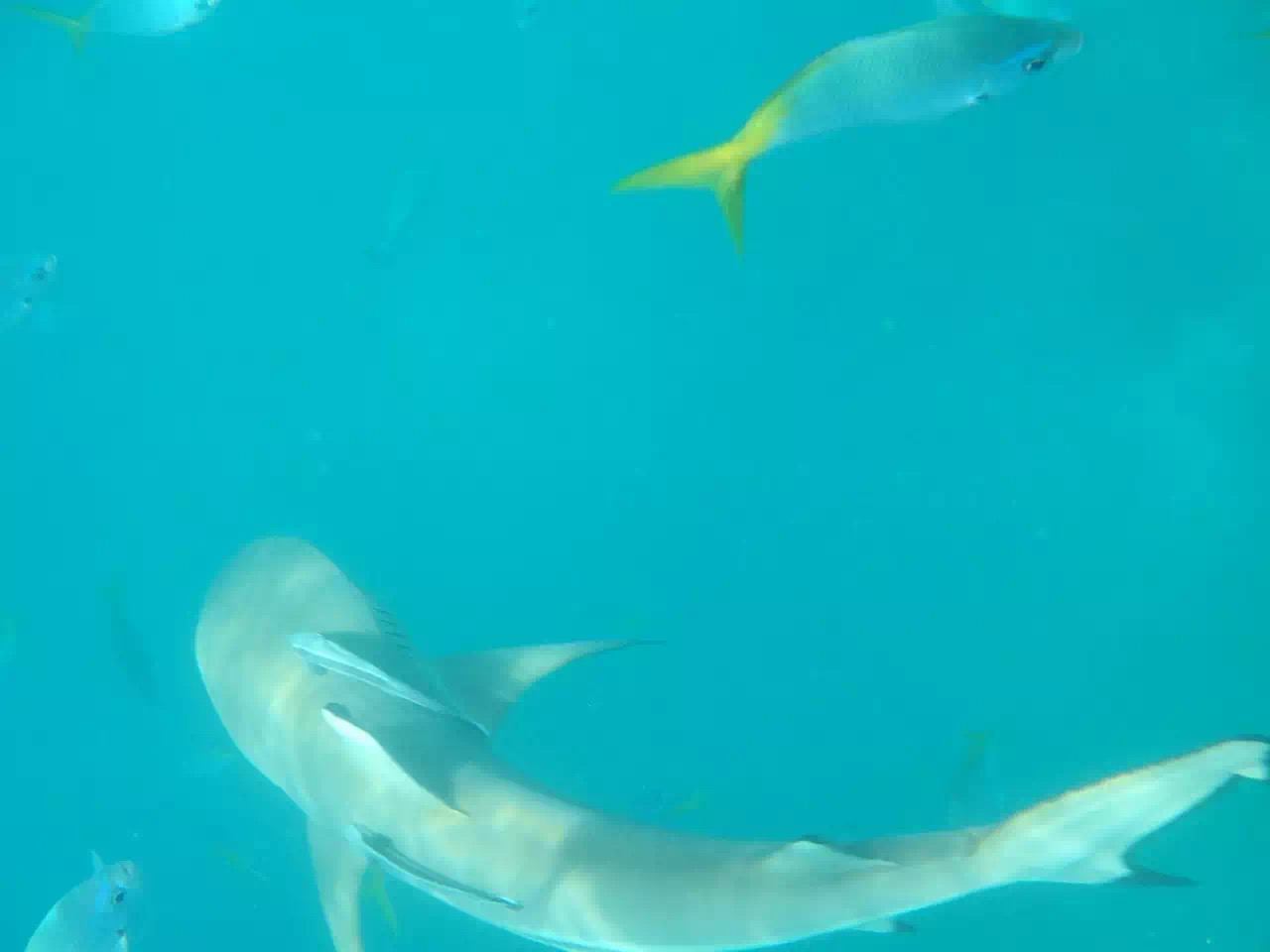 帕劳太平洋水族箱,潜水胜地帕劳水族箱