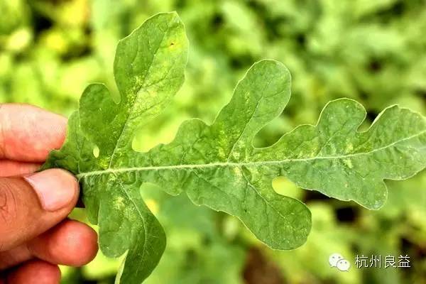 西瓜病虫害一本通表,西瓜红薯种植病虫害防治