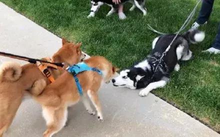 哈士奇和柴犬哪个笑得更开心,哈士奇和柴犬吵架喷口水
