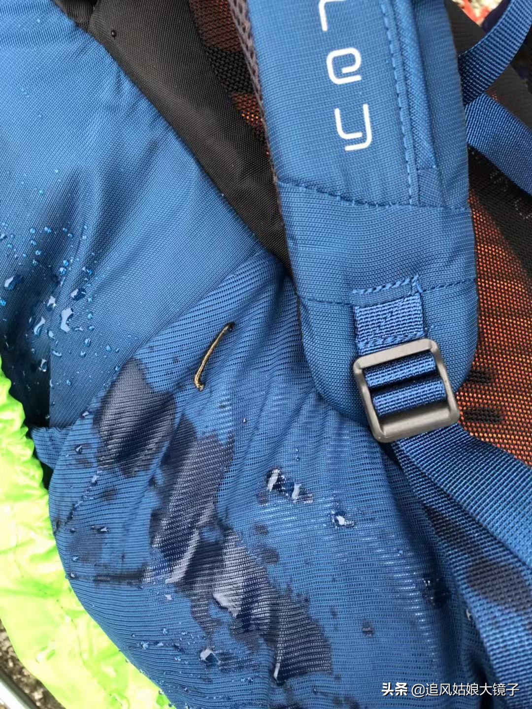 穿越原始的森林,穿越原始森林巨大蜈蚣