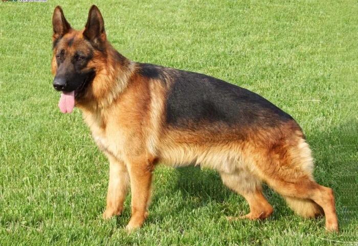 可爱又聪明的十种狗狗排名,可爱到“上头”的7种狗狗