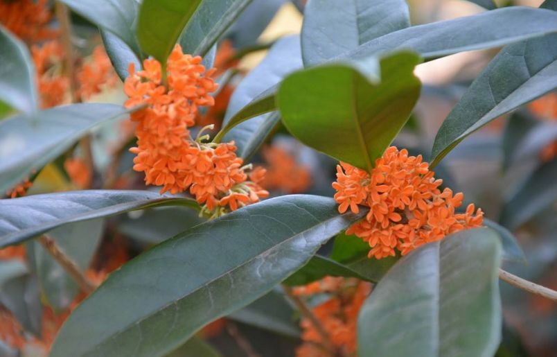 「原创诗词」方喜民|旧篇成《史记》新曲谱《春秋》