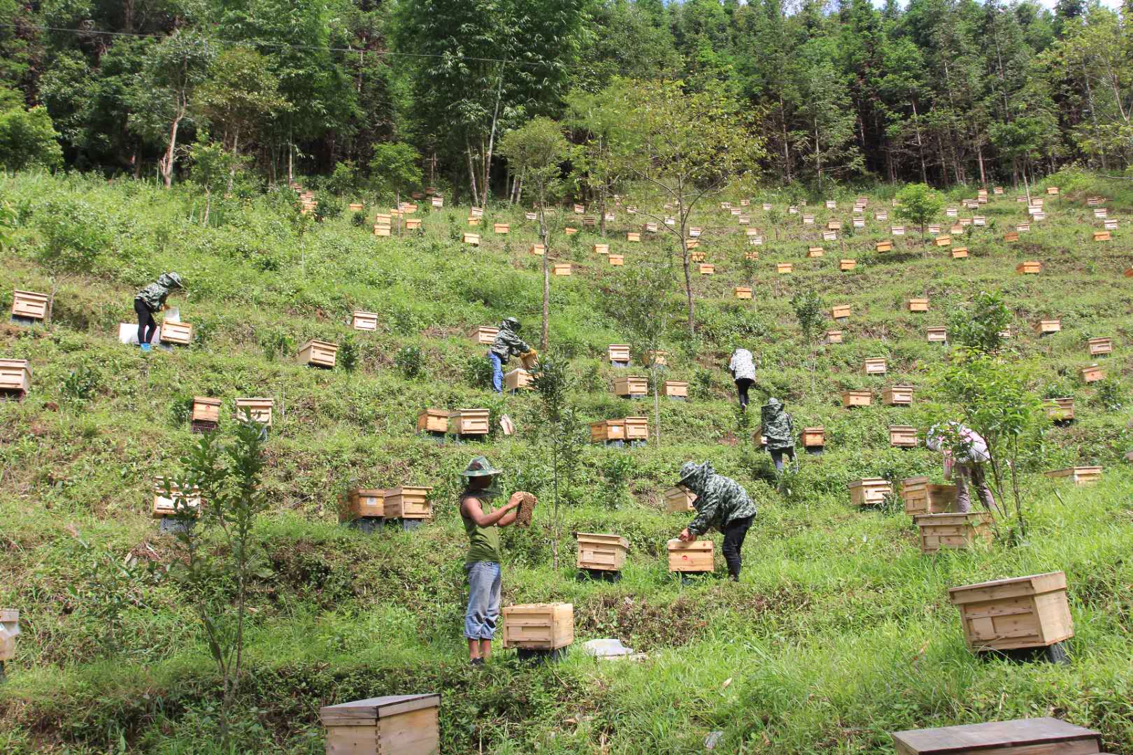 在普洱遇见紫色花海,在普洱遇见一片治愈系云海