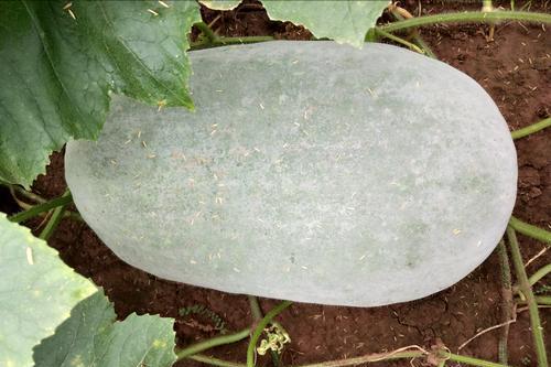 关于德国,那些你不知道的冷知识(德国人有趣的一面)