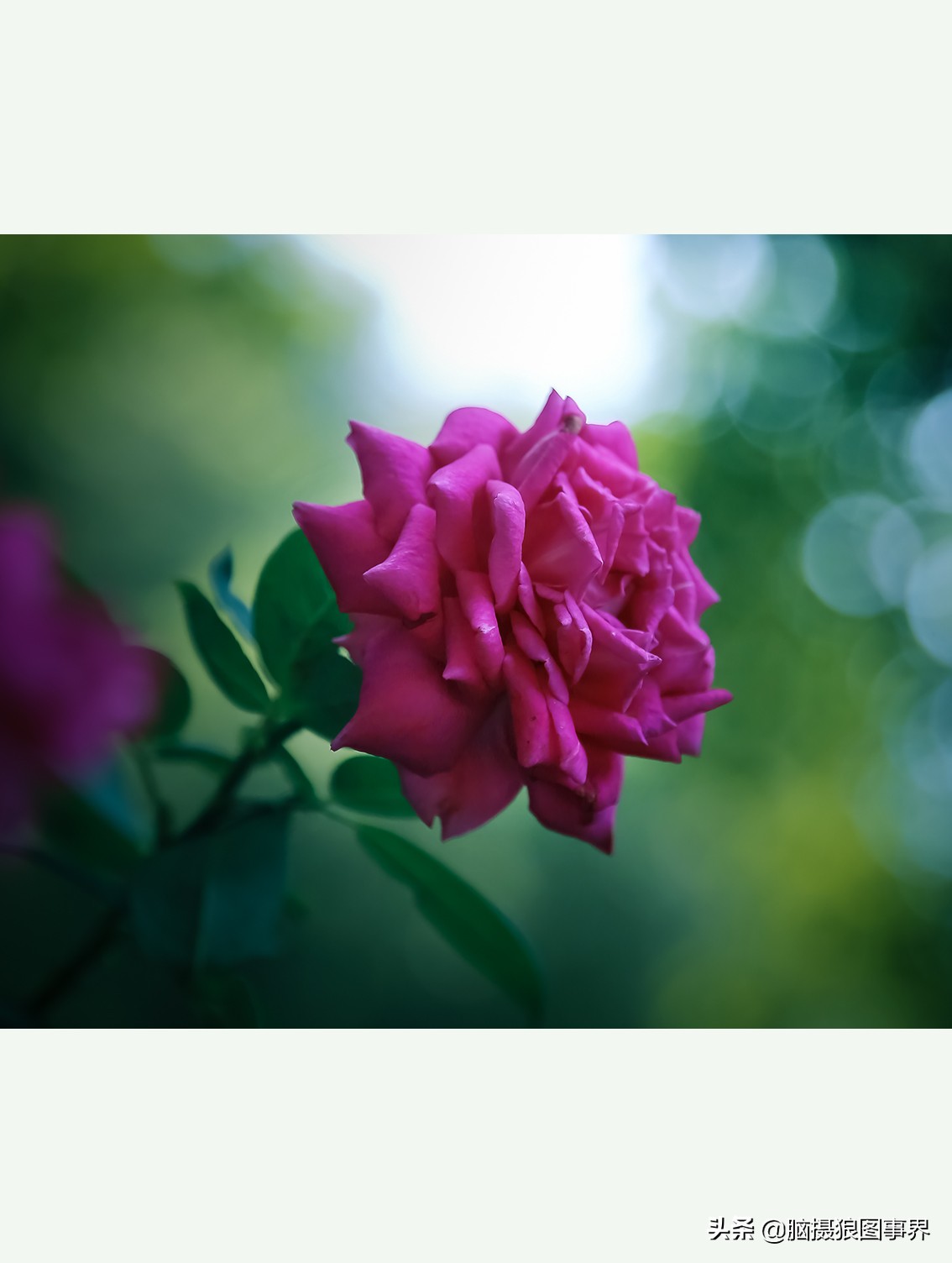 超清玫瑰花唯美图片,高清浪漫玫瑰花照片