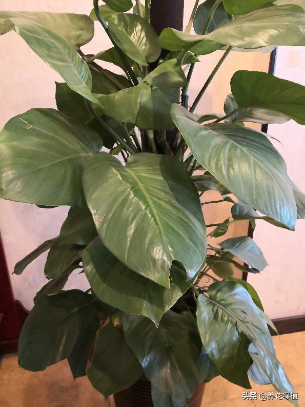 绿萝土培怎么养才能更旺盛一些,土培绿萝怎么养才能不黄叶茂盛