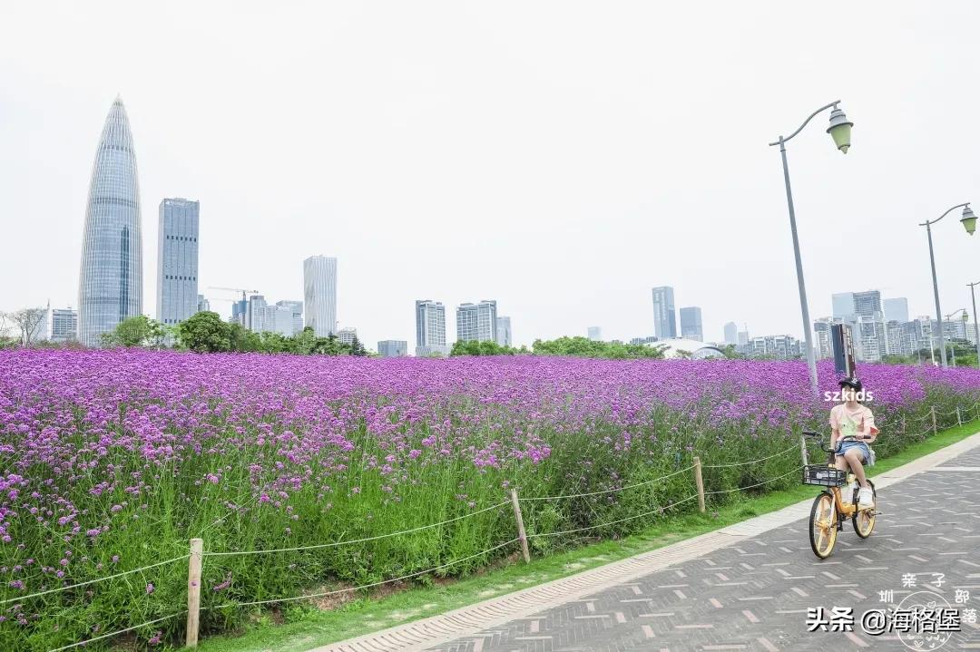 绱壊姊﹀够鑺辨捣鍏洯,娣卞湷鏅綏鏃烘柉2024绱壊鑺辨捣