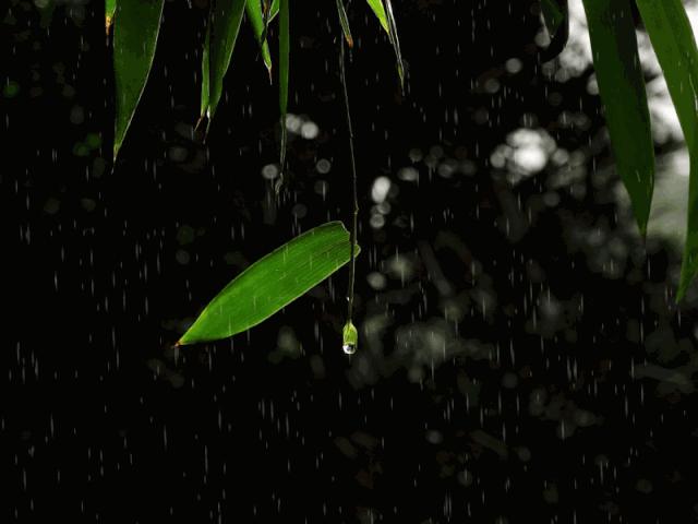 夏雨诗词作品欣赏,带有夏雨两字的诗词