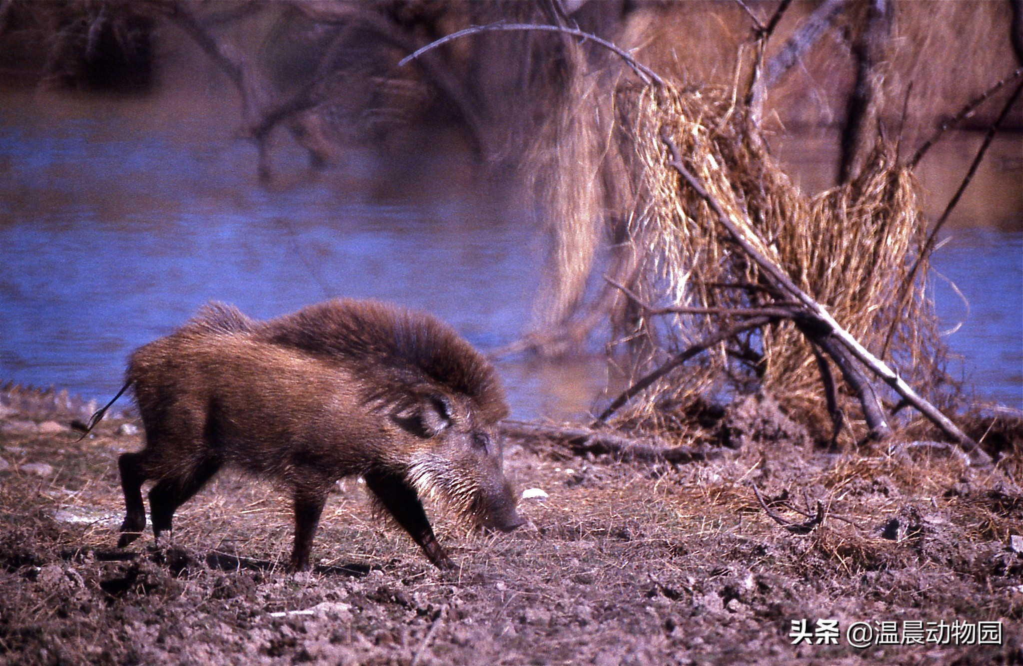 一猪二熊三老虎是怎么来的,为什么说一猪二熊三老虎
