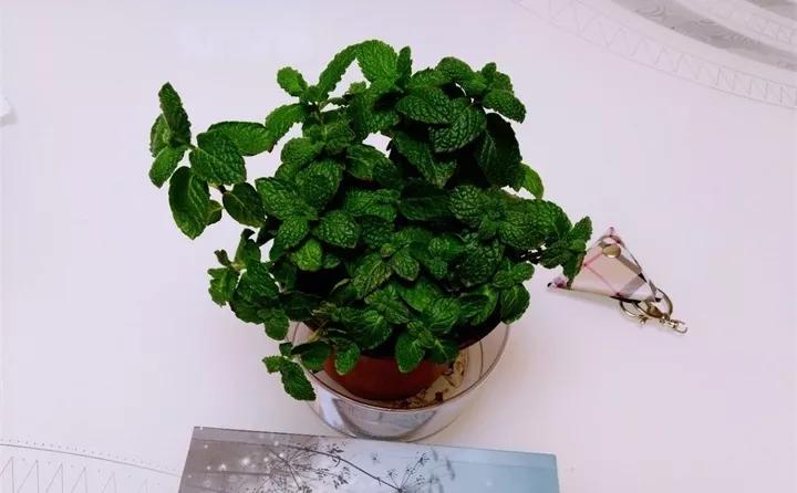 刚到家的花很好没多久就黄叶,买回来的花很快就蔫的原因