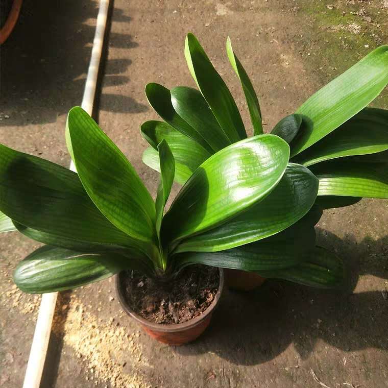 给君子兰浇水视频,给君子兰浇水指南怎么写