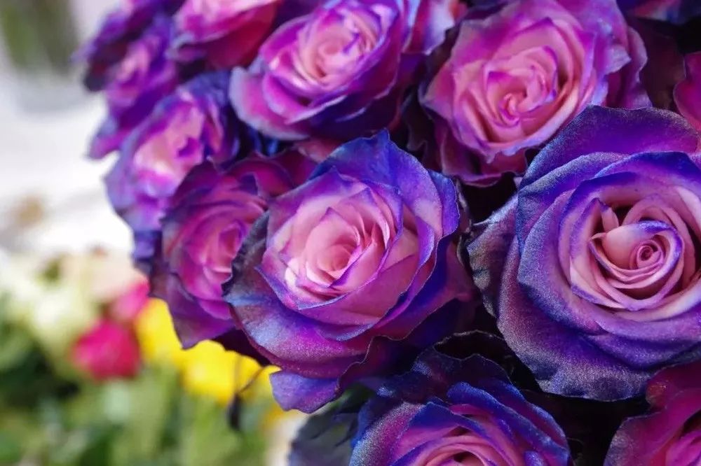 花店必备的5款玫瑰,花店最常用什么品种的玫瑰花