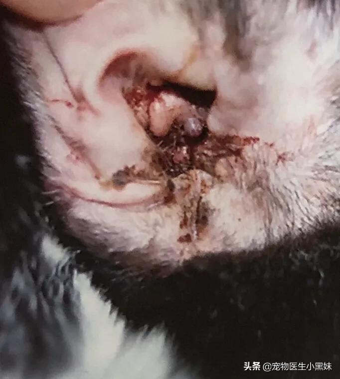 爱宠专用耳螨,大宠爱怎么驱耳螨