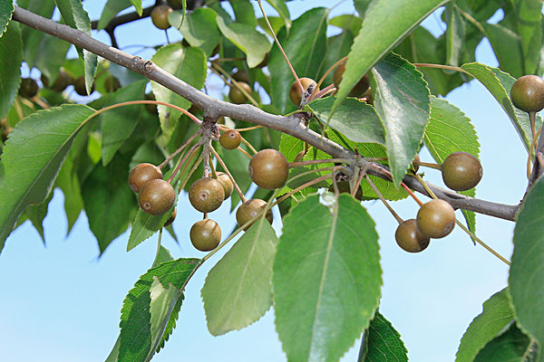 大山深处发现一种野生果实,农村有一种野生果叫灯笼果