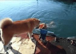 小时候萌长大了帅的狗狗,小时候萌的狗狗