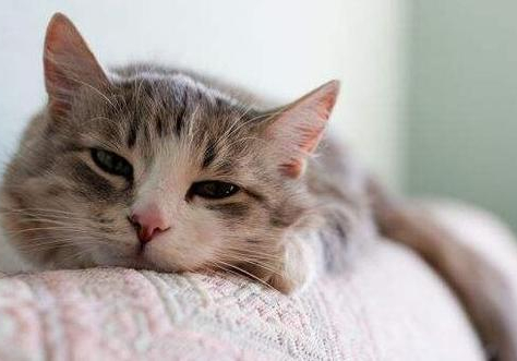 不易掉毛的宠物猫,宠物猫掉毛严重怎么办