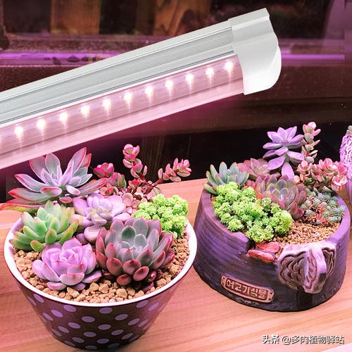 隔着玻璃怎么养好多肉,室内玻璃窗旁种多肉