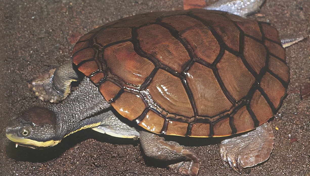 龟类纪录片,龟类图片