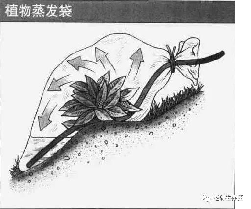 沙漠求生取水技巧,生存狂逃生技巧