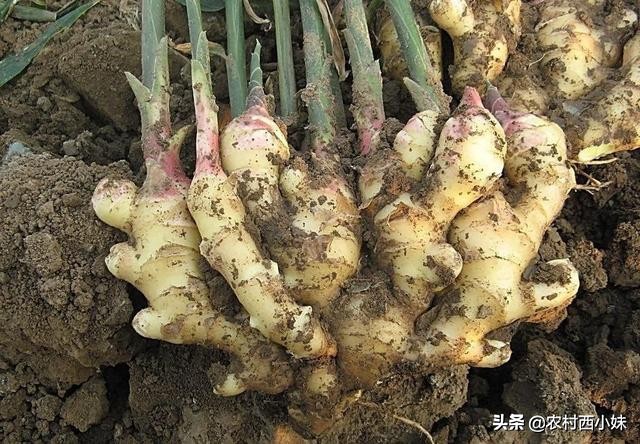 生姜的种植方法及管理技术,生姜种植与管理技术视频