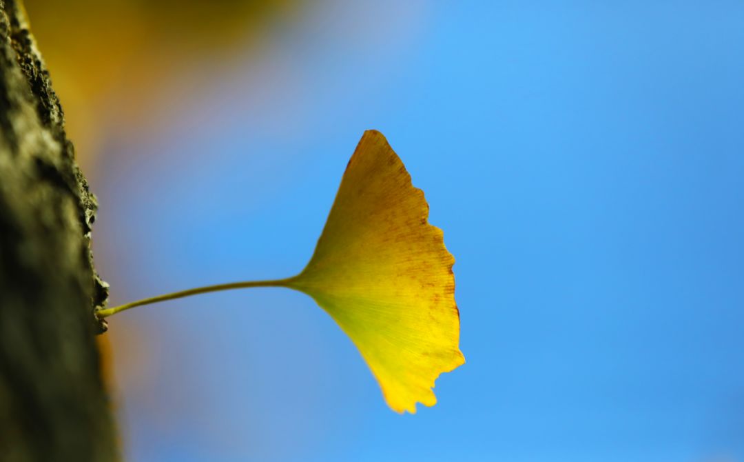 上海银杏叶打卡的地方,上海周边哪里有银杏叶