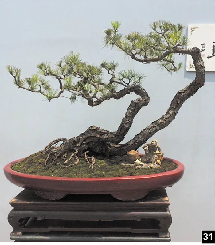 盆景修行,学习盆景技术最好的书