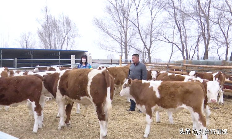 念牛经发牛财,念牛经发牛财的句子