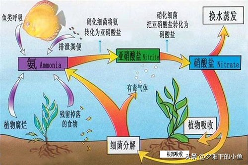 水草开缸硝化细菌正确使用方法,水草缸用什么硝化细菌最好