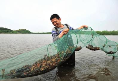 小龙虾的养殖技术和病害,小龙虾养殖相关资讯