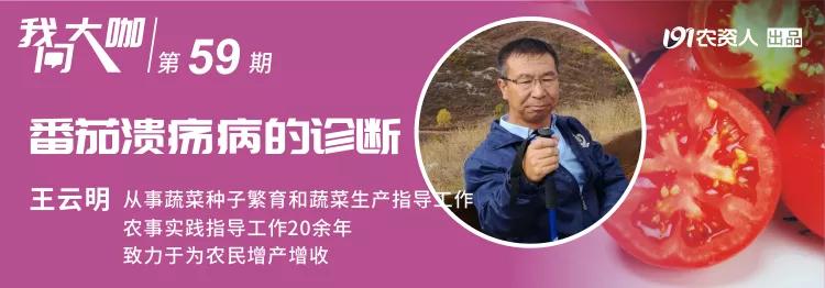 番茄溃疡病在什么时期,番茄溃疡病发生条件