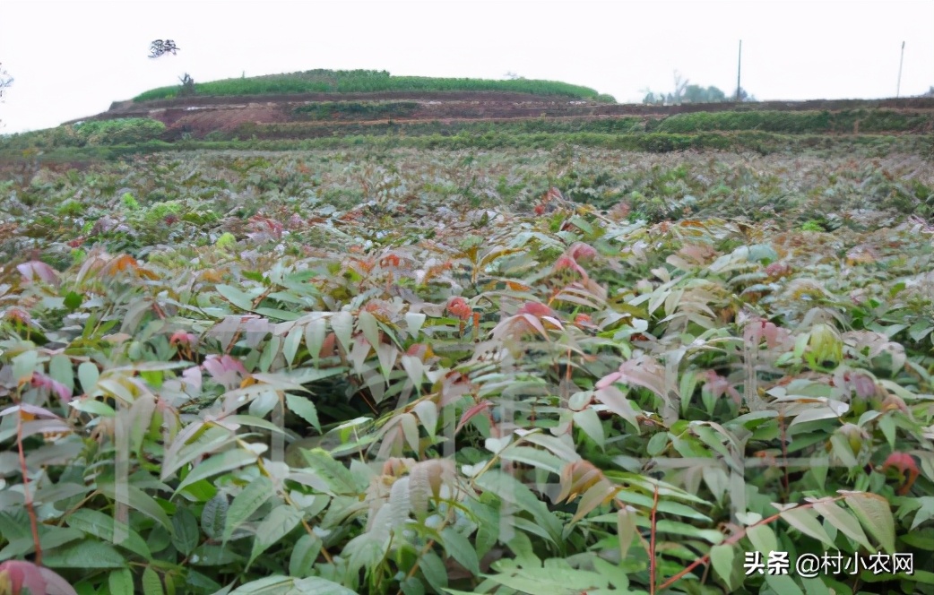 2021农村创业养殖有什么好项目,2020年农村种养殖创业项目