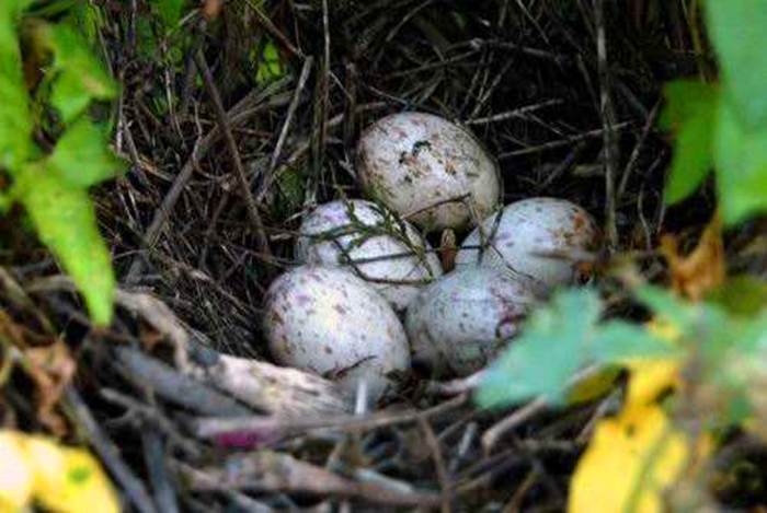 海狮在渔网里,海狮是一直在水下生存吗