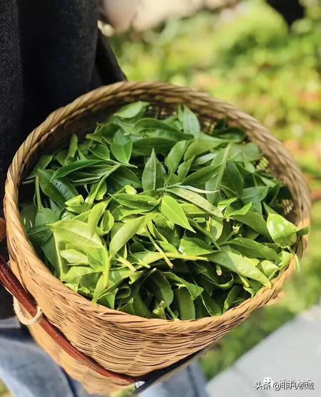 六大茶山什么茶叶最好,普洱茶古六大茶山特征