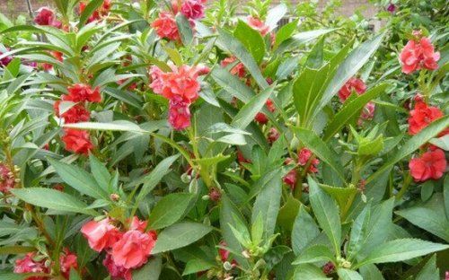 建房子怎么防蛇驱蛇最有效,庭院防蛇虫用什么药