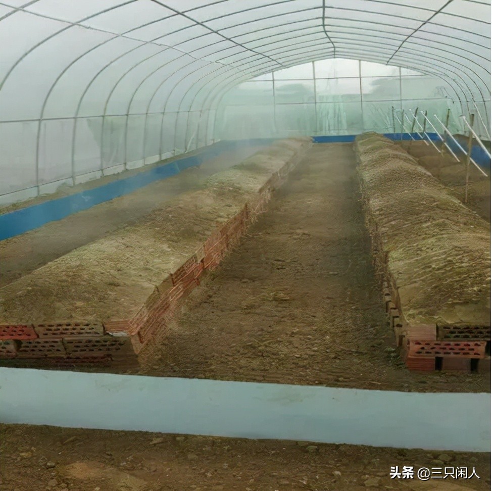 自然养蝎子300个平方能养多少蝎子,想养蝎子不知道蝎子好养还是难养