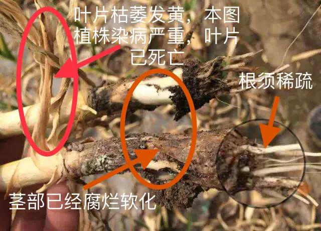 大蒜叶枯病紫斑病软腐病用什么药,大蒜细菌性软腐病危害症状