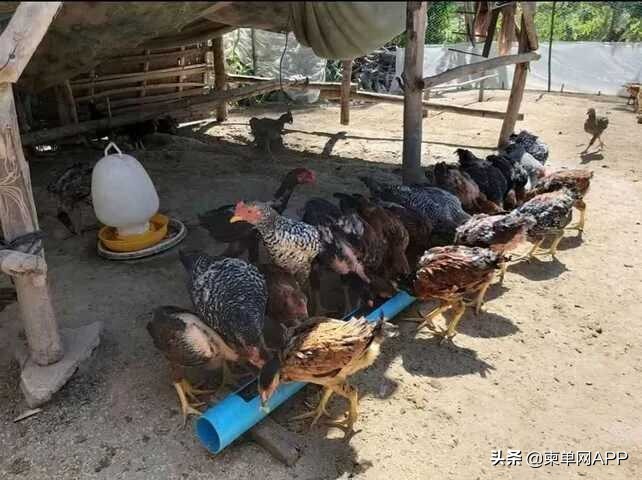 中国人在柬埔寨月入过万,柬埔寨人一般收入靠什么