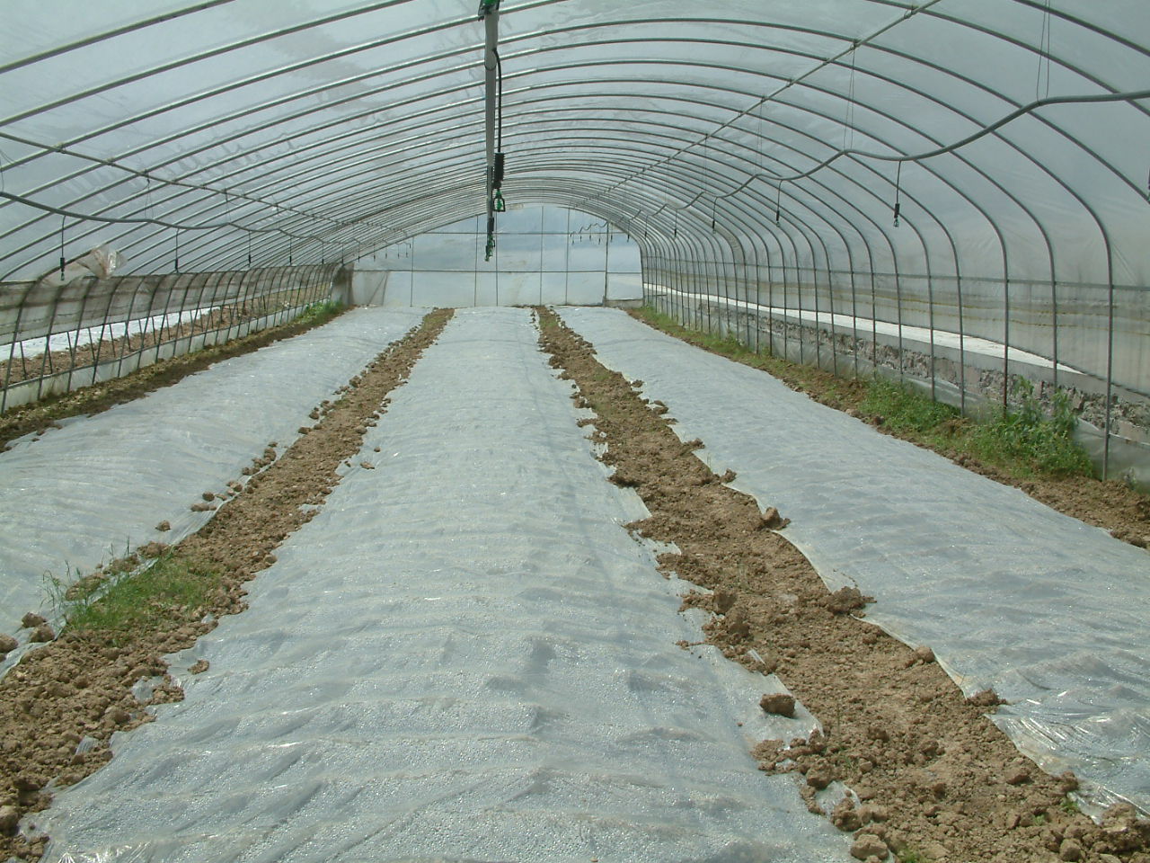 生姜温室大棚,大棚生姜育苗移栽的方法