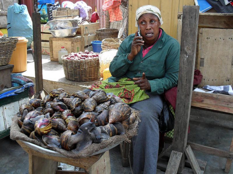 非洲大蜗牛入侵全球，美军当军粮，中国却没人敢吃，好浪费美食啊