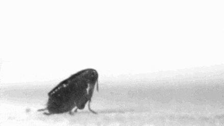 改变历史的小人物感悟,改变历史的昆虫