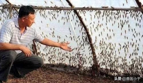 未来10年畜牧行业前景,未来五年养殖十大商机