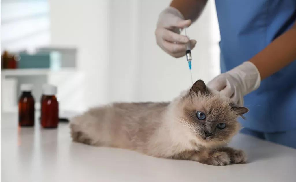 得了狂犬病但没有发作有救吗,得狂犬病的猫和狗