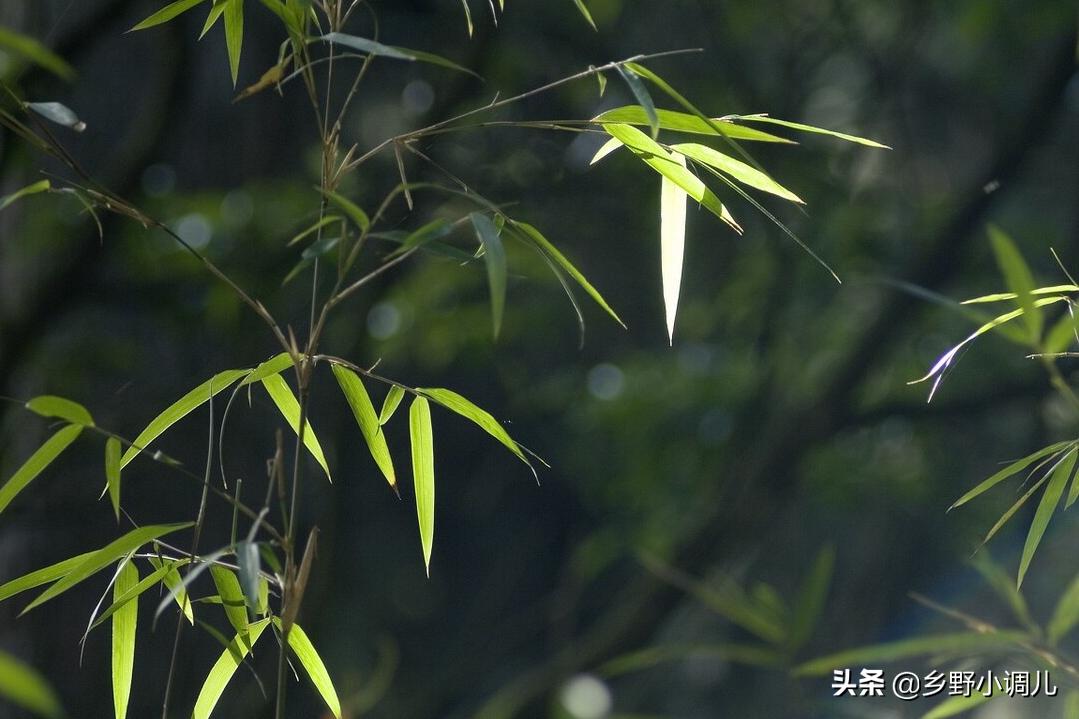 富贵竹子叶子发黄怎么补救,水插竹子为什么叶子发黄